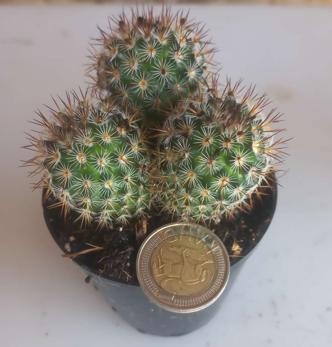 Cactus