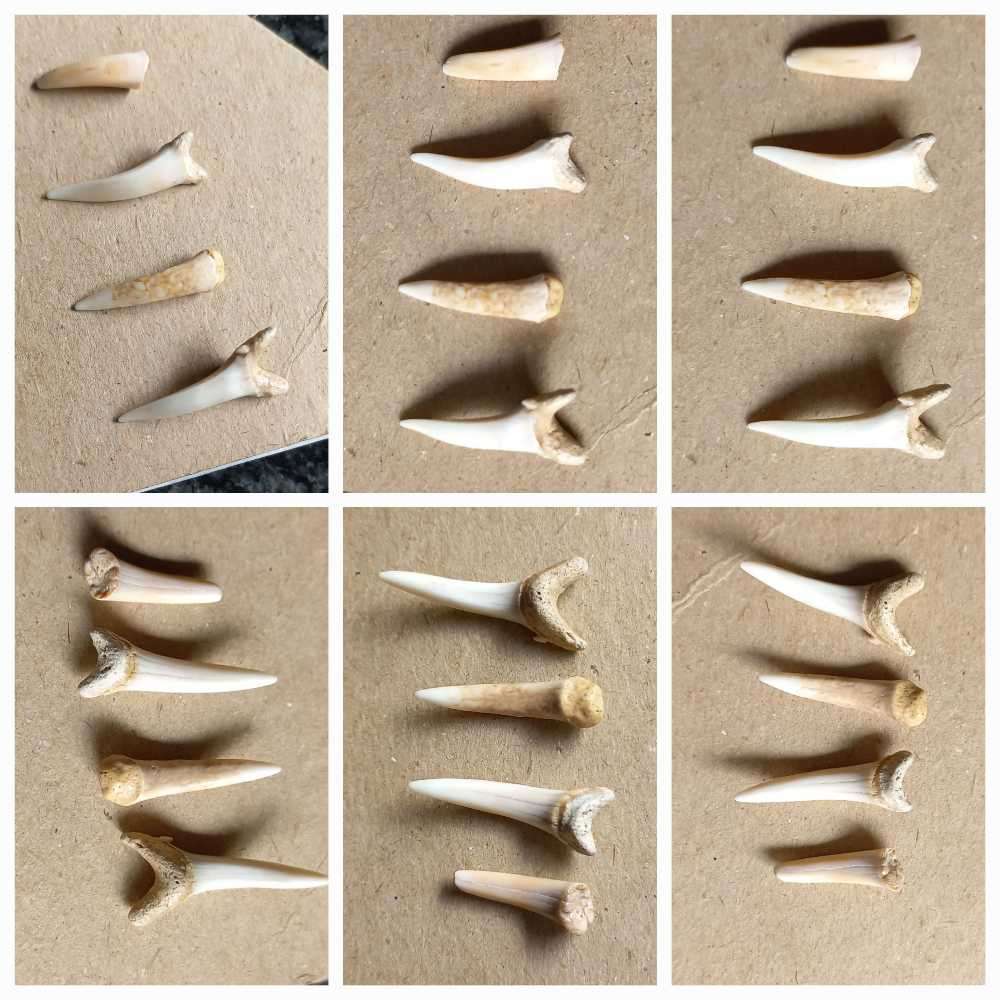 Lot of  Shark Teeth Fossils