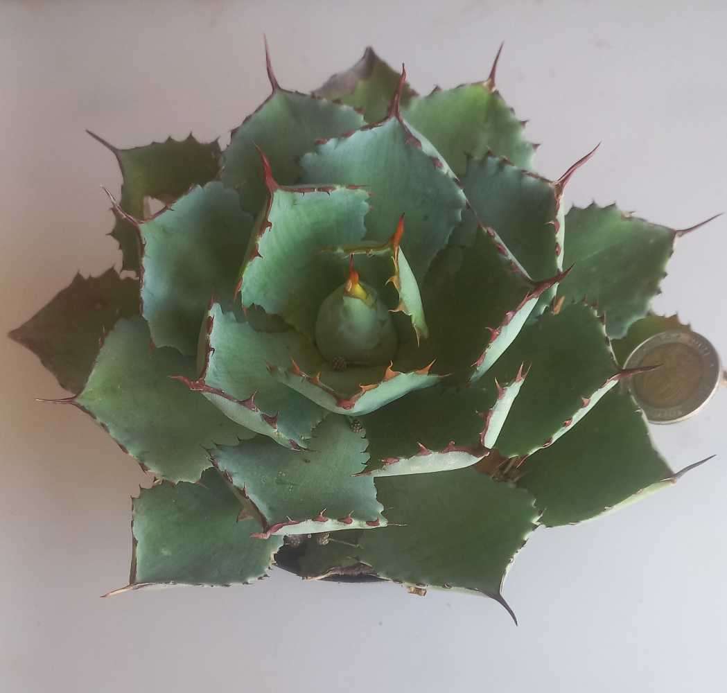 Agave