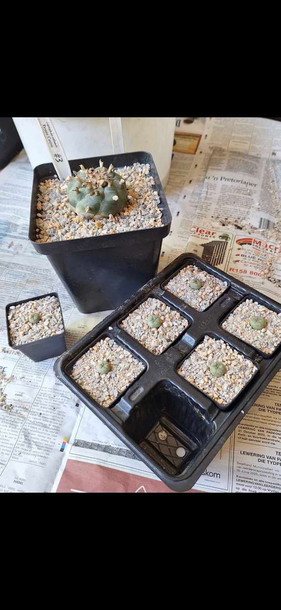 Lophophora williamsii (Peyote Cactus) (10x Seed Pack) x5 Combo