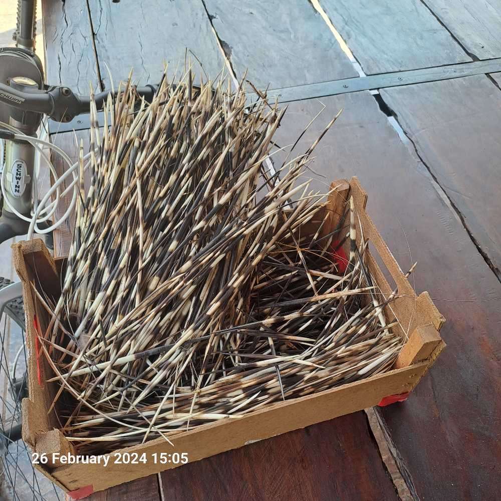Porcupine quills