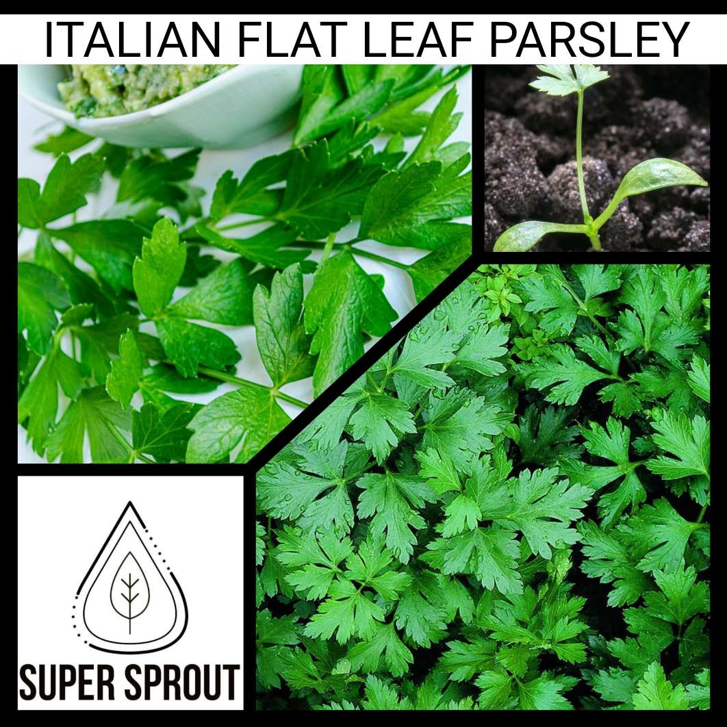 ITALIAN FLAT LEAF PARSLEY x 35+ seeds