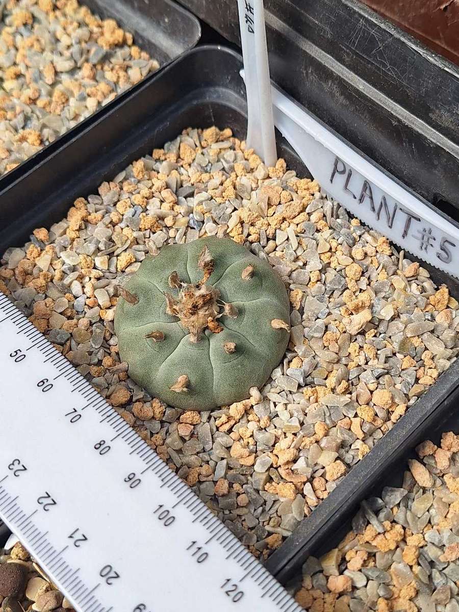 Cacti Lophophora williamsii Plant #5  (Peyote Cactus)