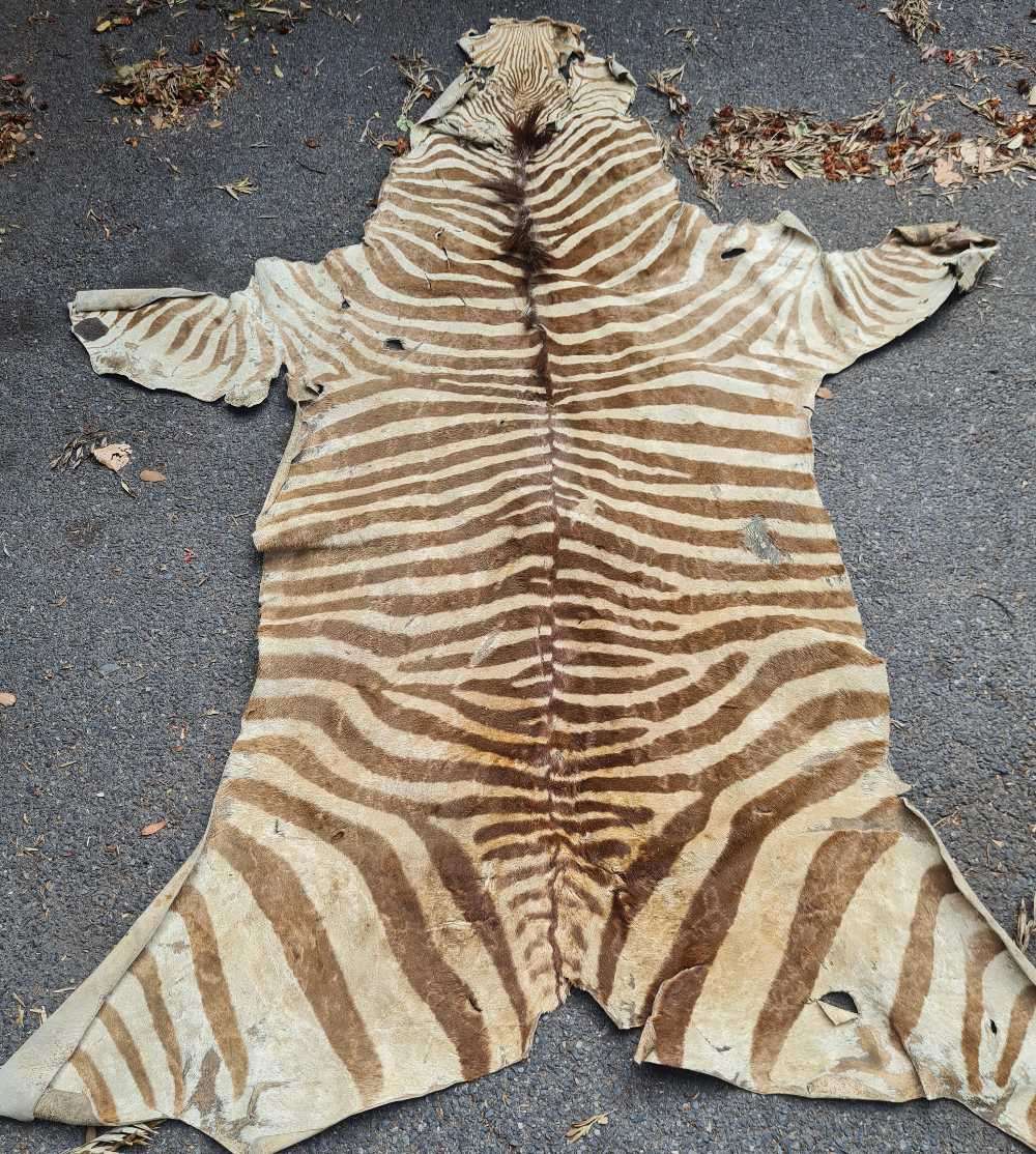 Zebra skin
