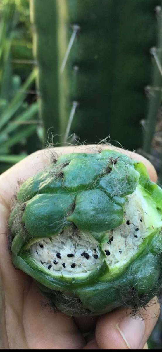 Tricocereus Cactus Seed (Tricocereus peruvianus) x (Tricocereus pachanoi) x3 COMBO DEAL!
