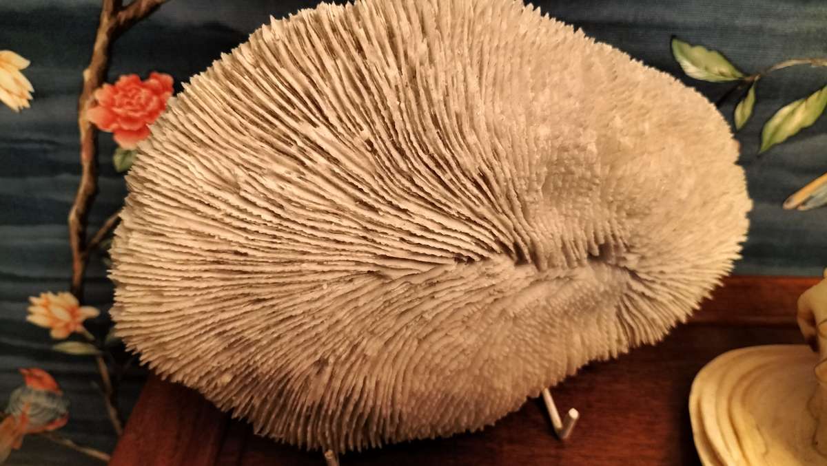 Set of 3 Coral, Large Helmut Shell & Conch Shell