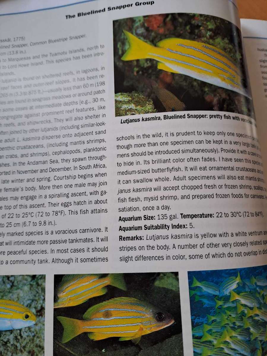 ANGELFISHES &BUTTERFLYFISHES .  By Scott Michael