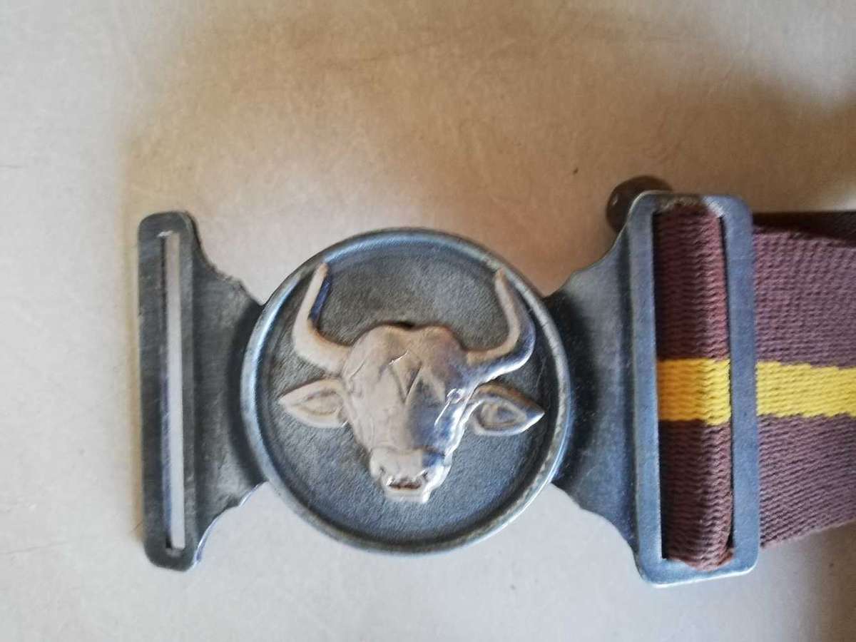 116 Batallion stable belt