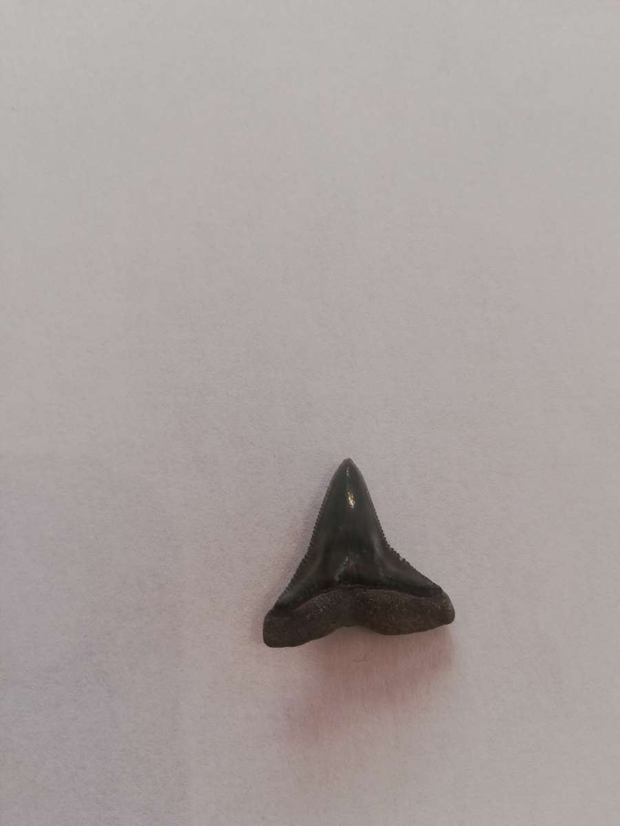FOSSILIZED SHARK TEETH (two)
