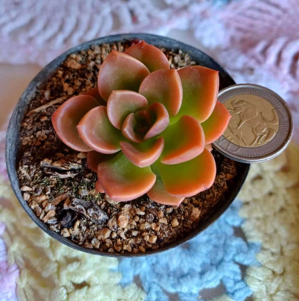 Echeveria