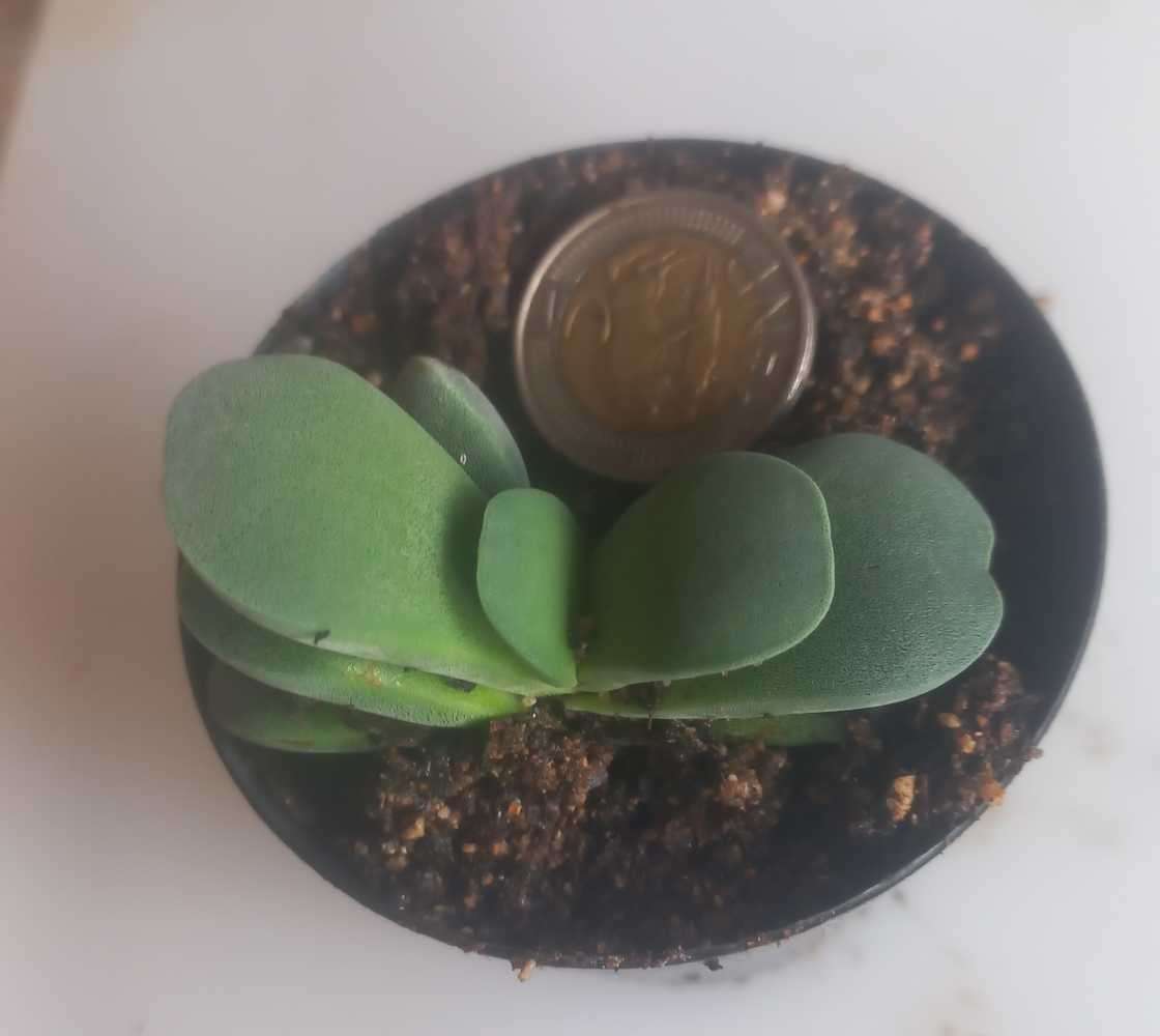 Crassula Morgans Beauty