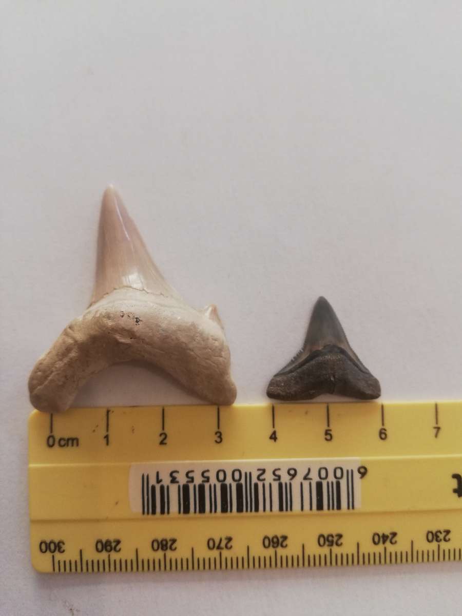 FOSSILIZED SHARK TEETH (two)