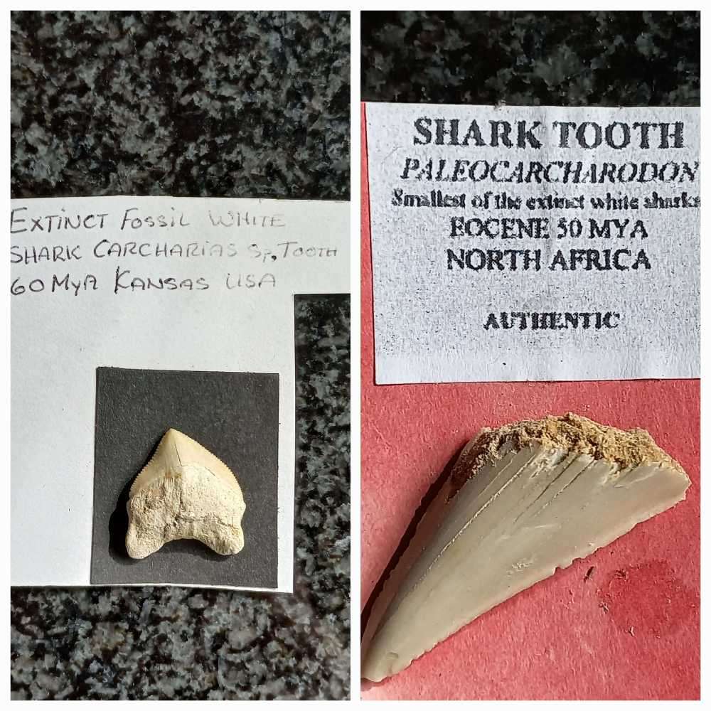 Lot of  Shark Teeth Fossils