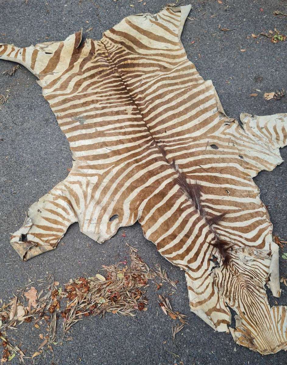 Zebra skin
