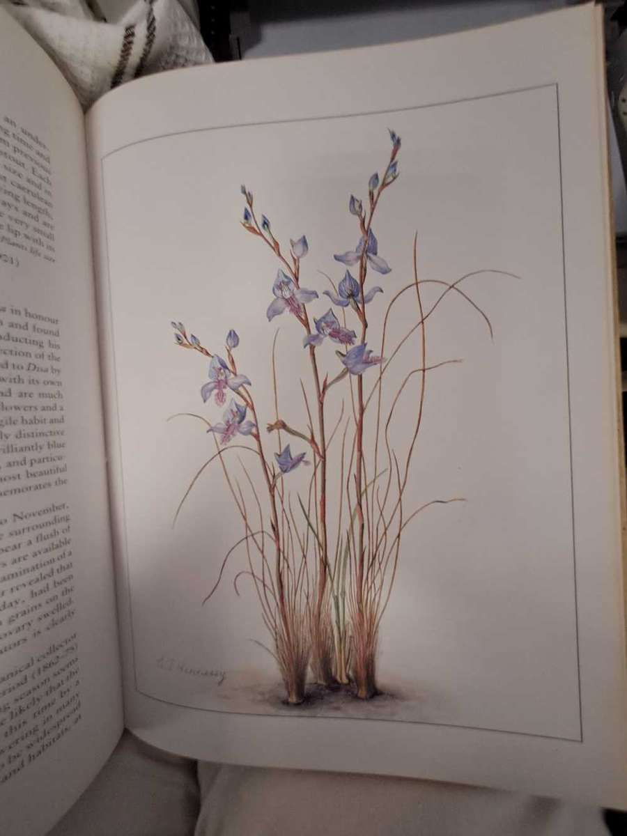 ORCHIDS OF AFRICA. By J Stewart & E Hennessy