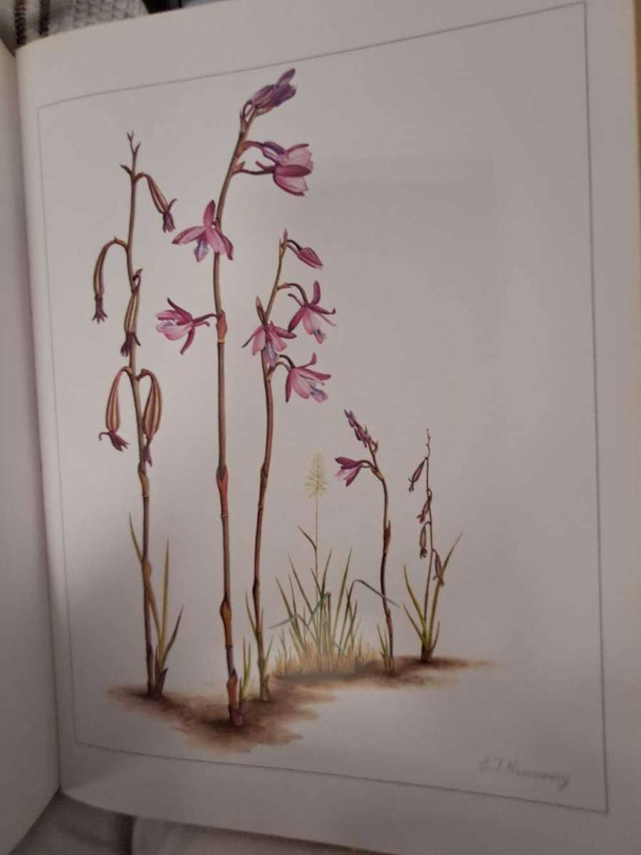 ORCHIDS OF AFRICA. By J Stewart & E Hennessy