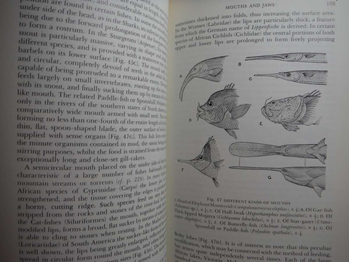 A History of Fishes - Paperback - J.R. Norman - Third Edition - 1975