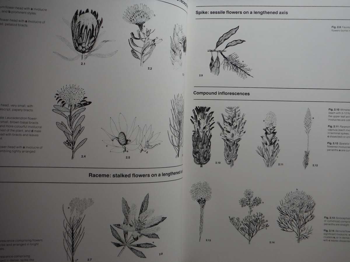 South Africa's Proteaceae : Know Them and Grow Them - Hardcover - Marie Vogts