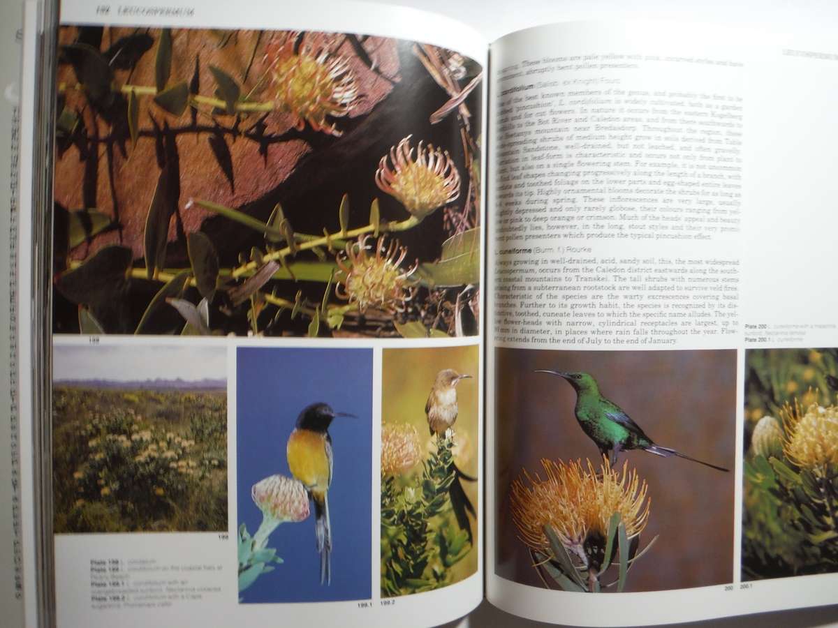 South Africa's Proteaceae : Know Them and Grow Them - Hardcover - Marie Vogts