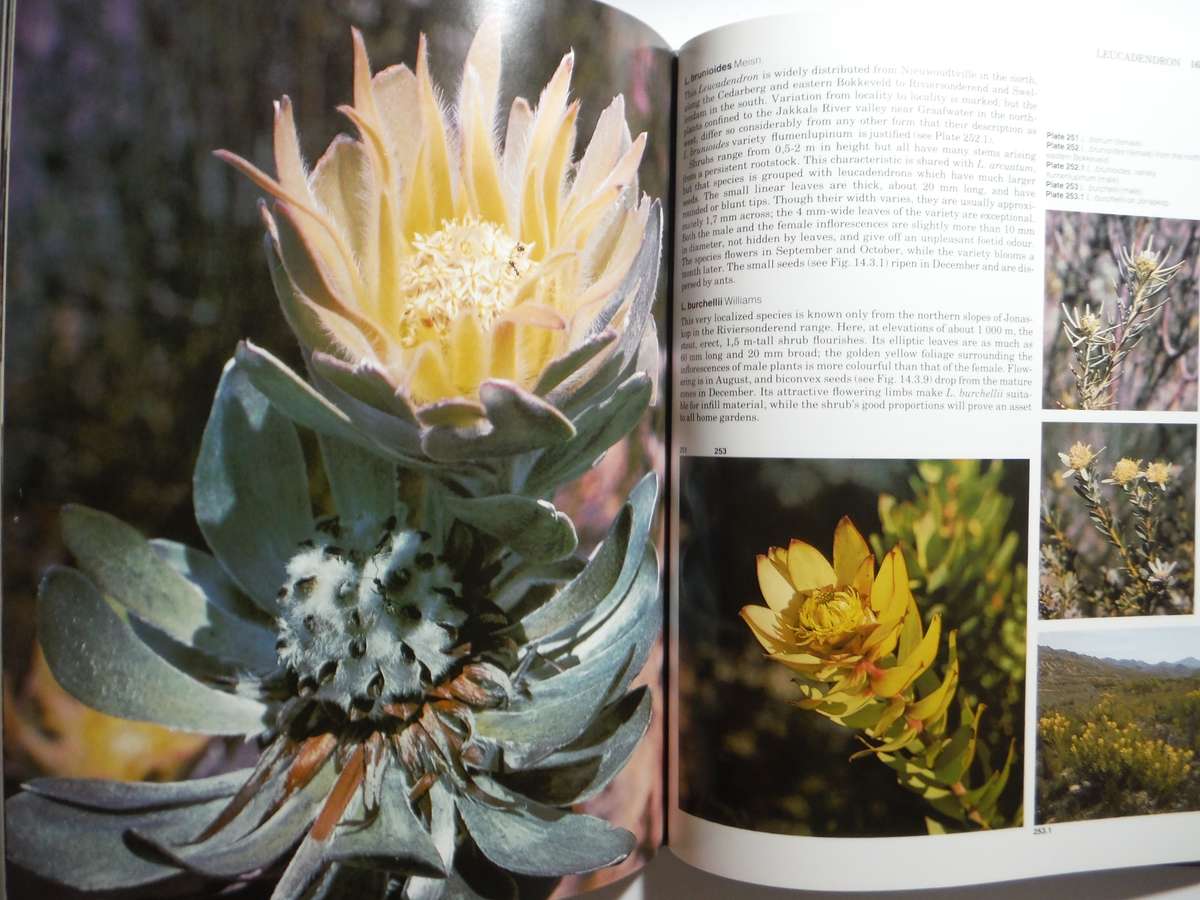 South Africa's Proteaceae : Know Them and Grow Them - Hardcover - Marie Vogts