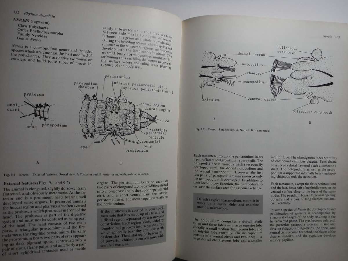 Practical Animal Anatomy - Softcover - C A J van Rensburg - 1980