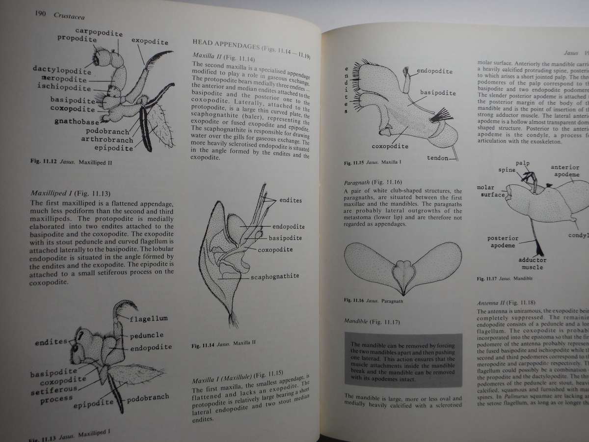 Practical Animal Anatomy - Softcover - C A J van Rensburg - 1980