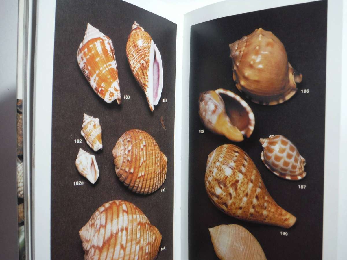 South African Shells : A Collector's Guide - Hardcover - Deirdre Richards