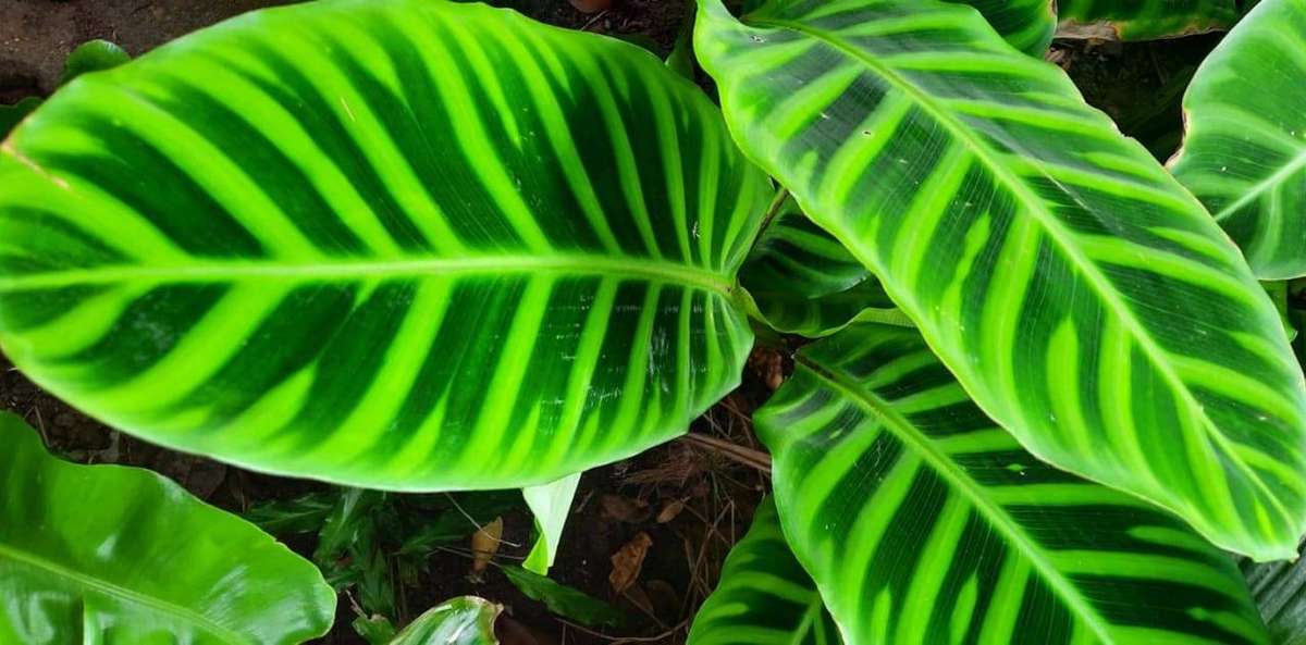 Calathea Zebrina +- 20cm