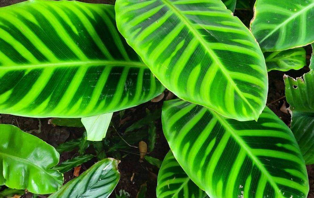 Calathea Zebrina +- 20cm
