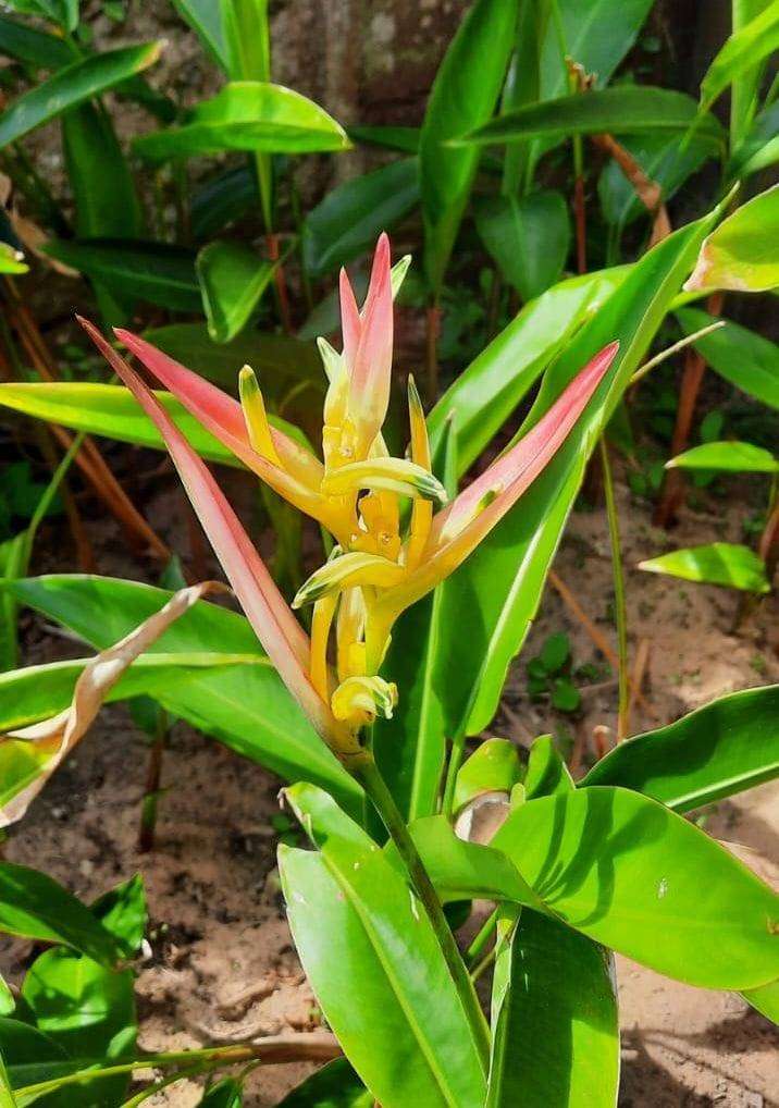 Heliconia Strawberries & Cream  Exotic Tropical Bloom  Flowering Size