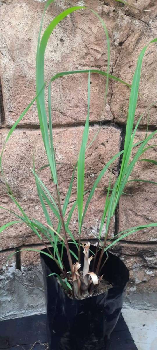 Fresh Culinary LEMONGRASS (Cymbopogon)  Established 2L Root Stock