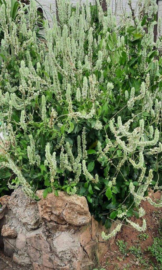 Shrimp Plant