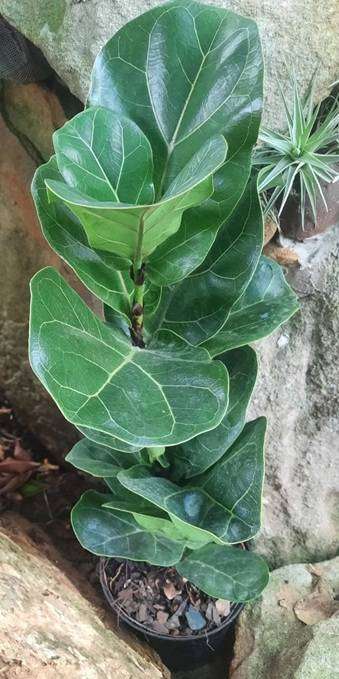 Ficus Lyrata Bambino (Dwarf Fiddle Leaf Fig)