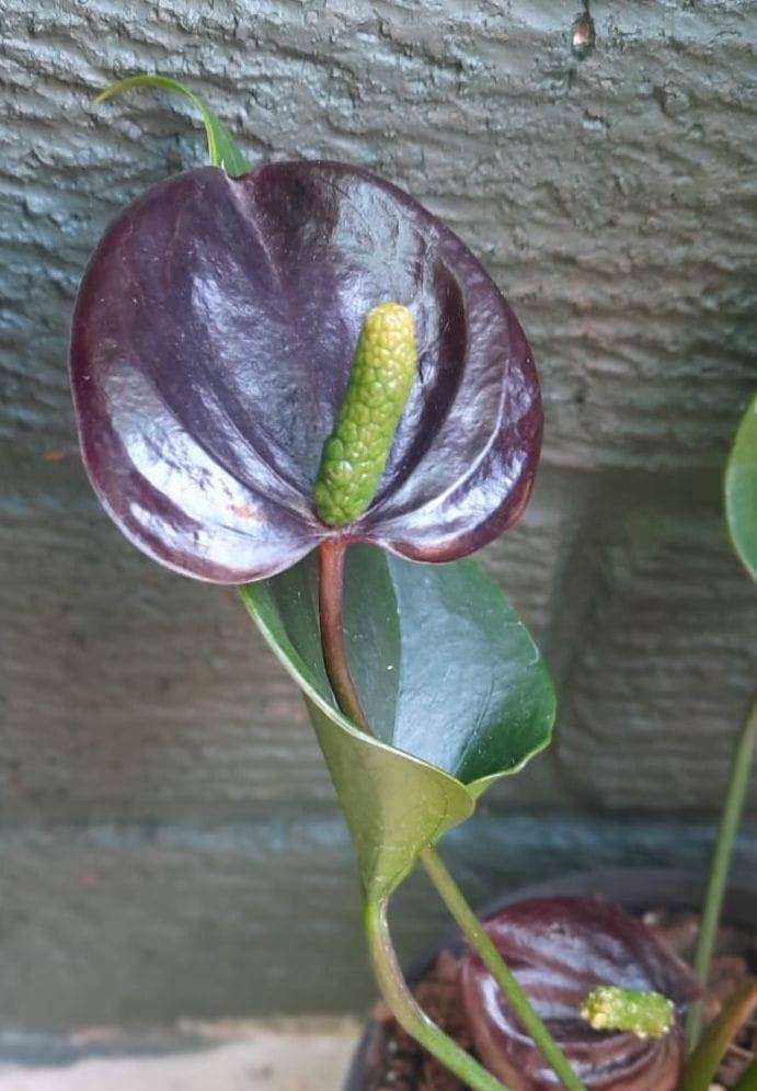 Anthurium andraeanum 'Black Love'