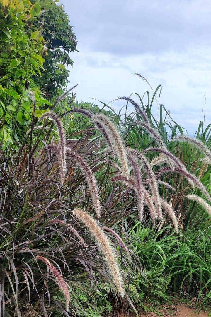Pennisetum setaceum 'Rubrum' (Purple Fountain Grass)
