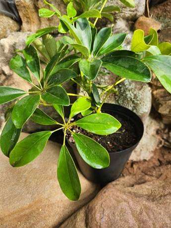 Dwarf Umbrella Tree Plant  Golden Variegated Schefflera Medium