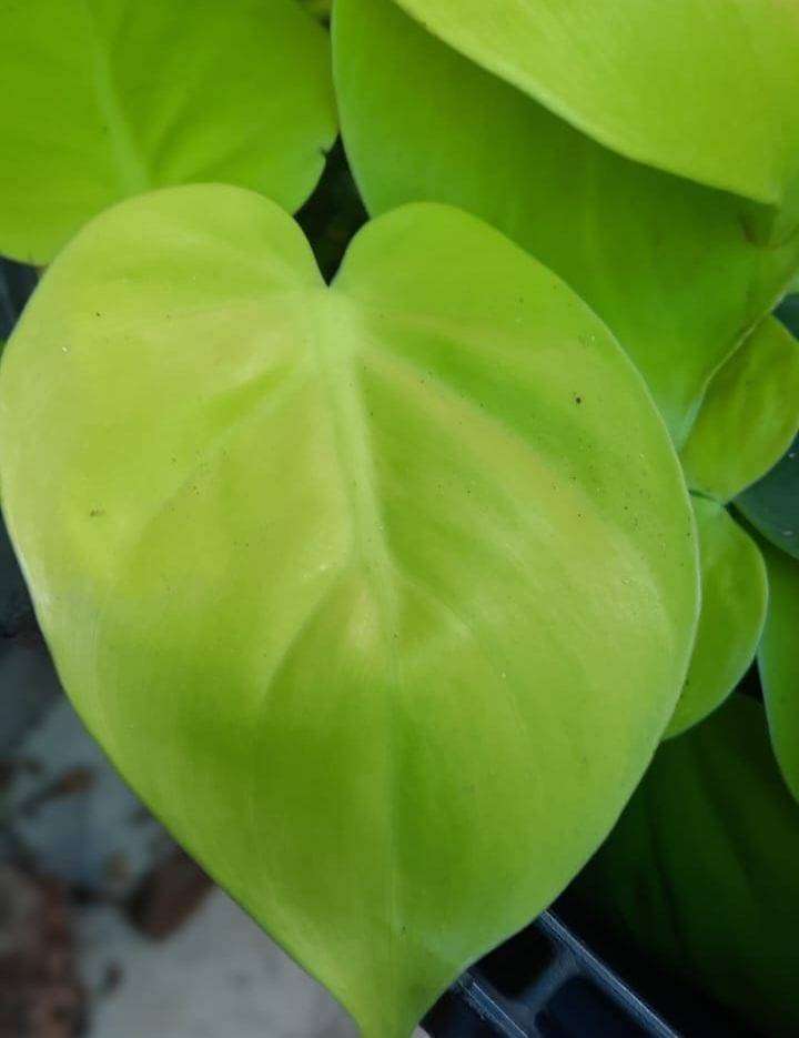 Heartleaf Philodendron on Helix Pole - Live Indoor Plant for Home & Office