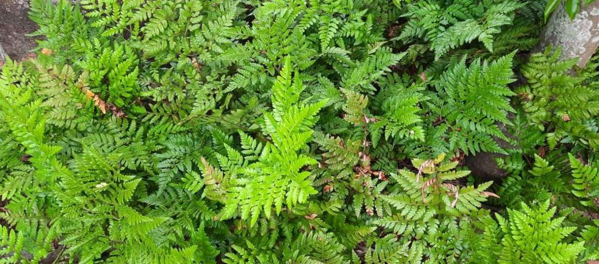 Leather leaf fern (Rumohra adiantiformis) - Large