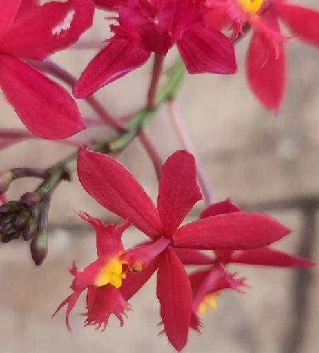 Red Reed-Stem Orchid (Epidendrum)