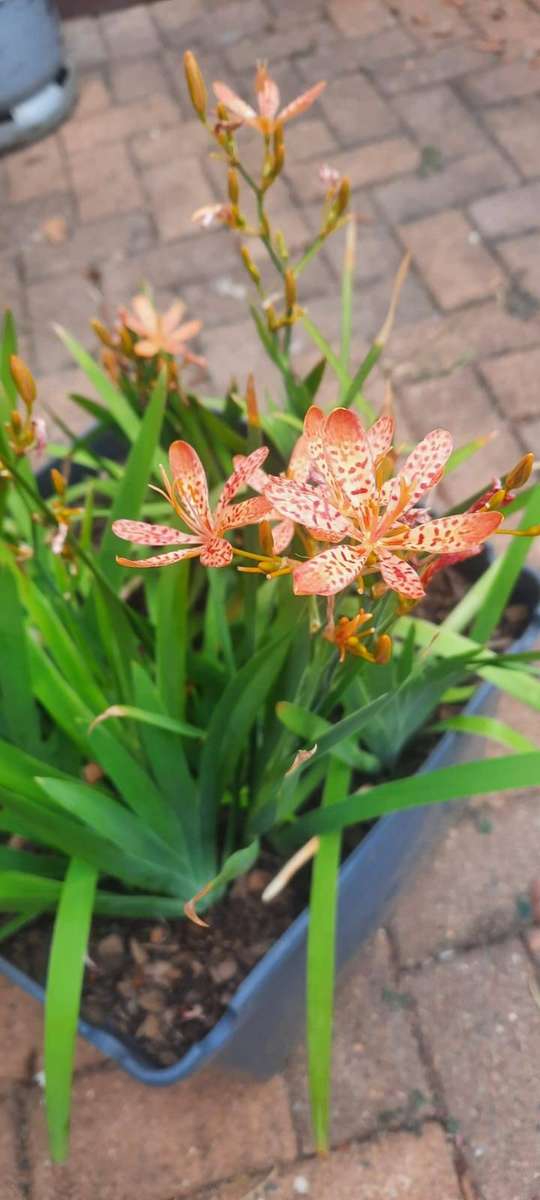 Blackberry Lily - Exotic Leopard-Spotted Garden Perennial