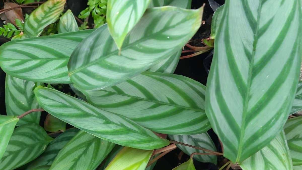 Ctenanthe Compact Star  The Silver Prayer Plant
