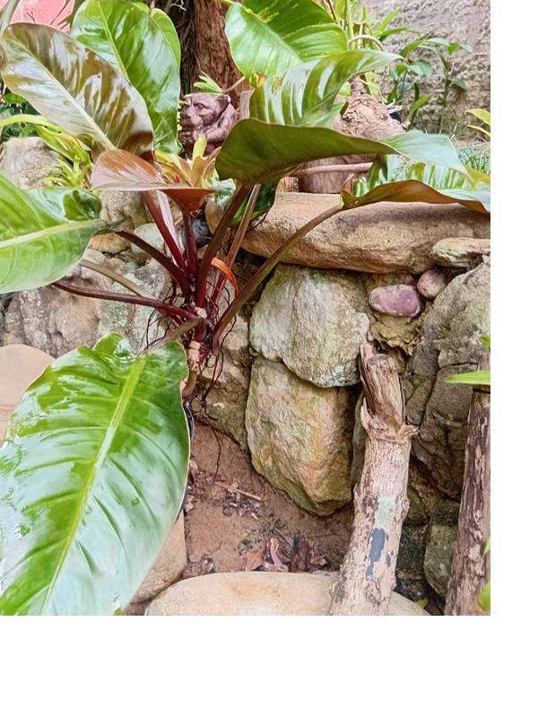 Philodendron Imperial Red - Large & Beautiful!