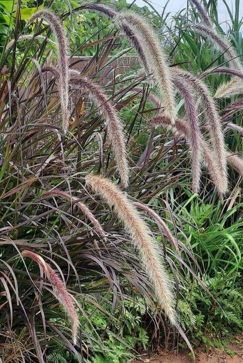 Pennisetum setaceum 'Rubrum' (Purple Fountain Grass)