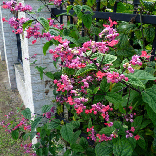 Hybrid Red Bleeding Heart Vine (Clerodendrum x speciosum)