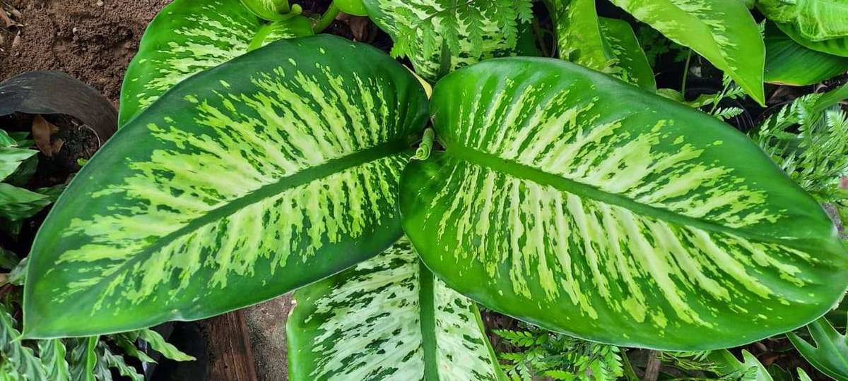 Dieffenbachia Camille (Dumb Cane)