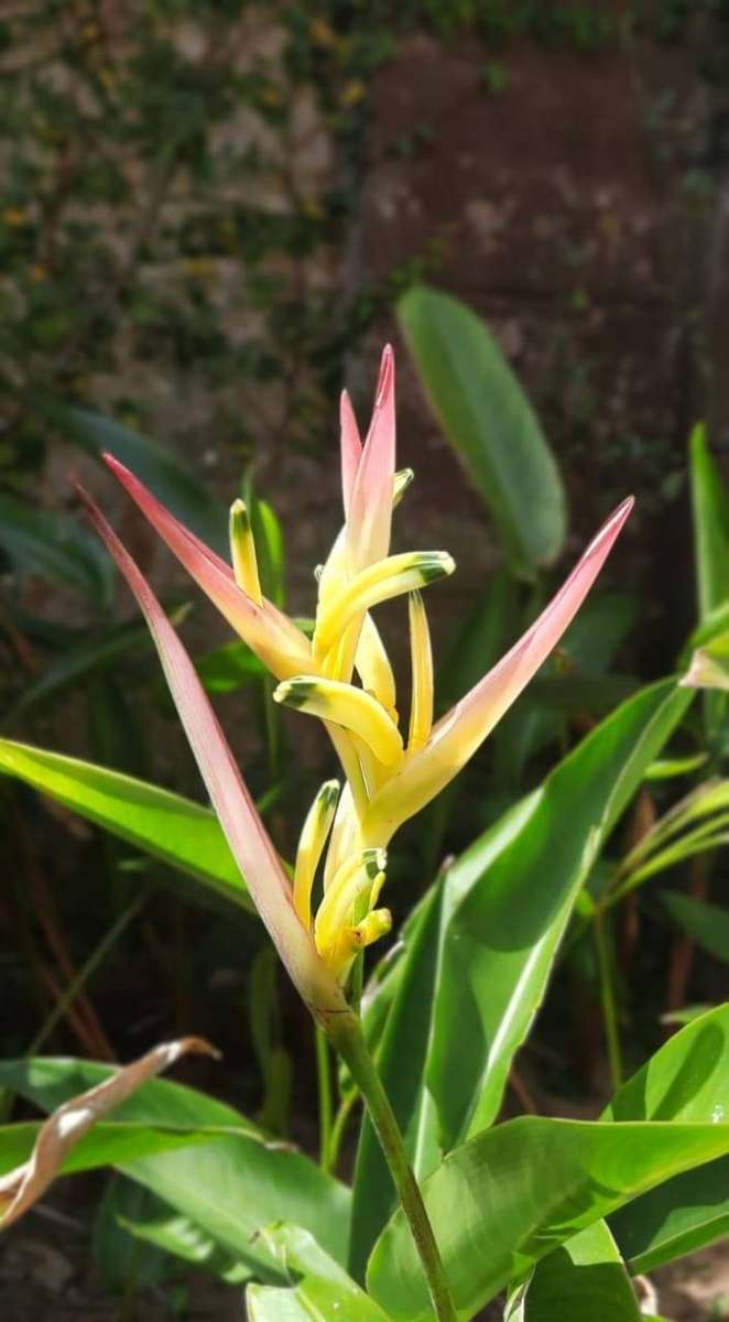 Heliconia Strawberries & Cream  Exotic Tropical Bloom  Flowering Size