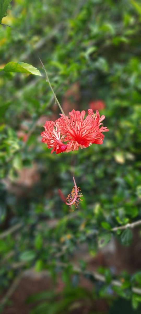 Spider Hibiscus Saplings - 40cm