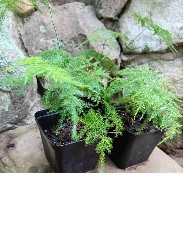 Asparagus setaceus | Miniature Lace Fern-Terrarium PERFECT!