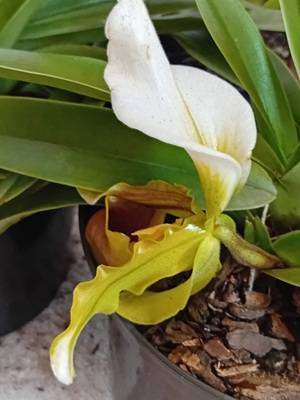 SLIPPER ORCHID (PAPHIOPEDILUM) | LIVE SPECIMEN AUCTION