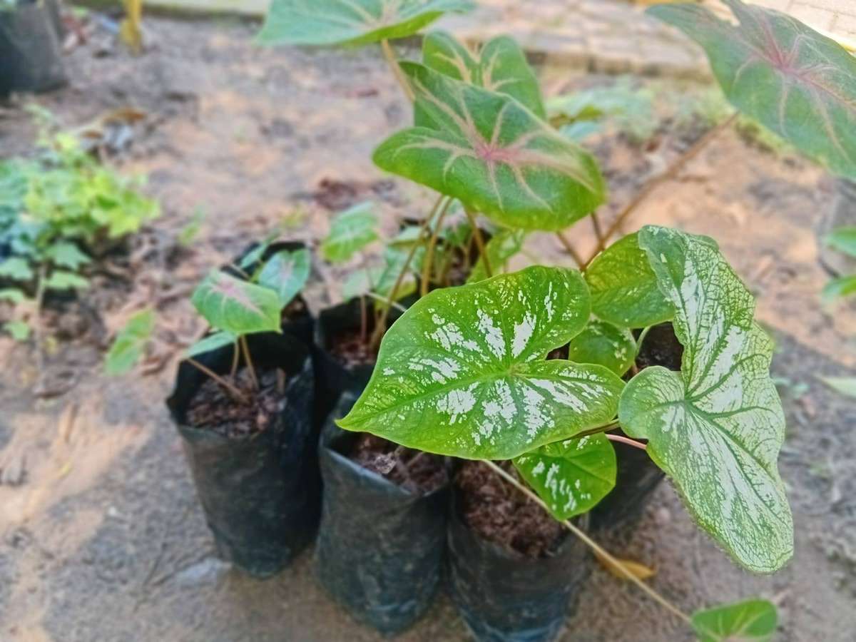 Caladium Various